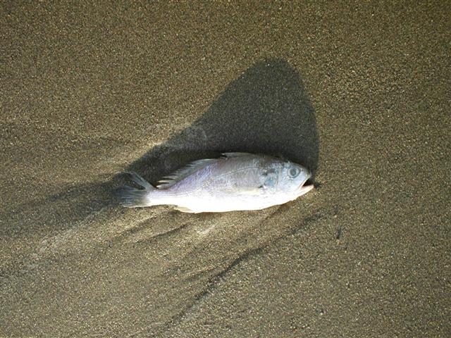 A lonely fish out of water